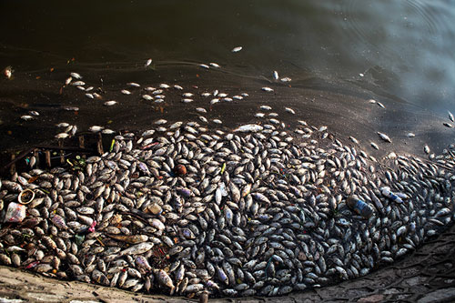 Hà Nội: Cá chết bất thường, nổi trắng ven Hồ Tây
