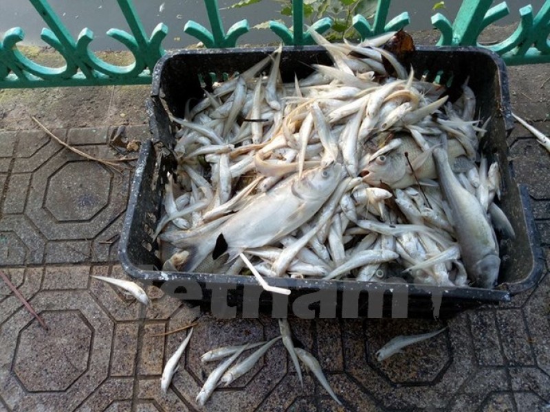 Xác định nguyên nhân gây ra tình trạng cá chết hàng loạt ở Hồ Tây