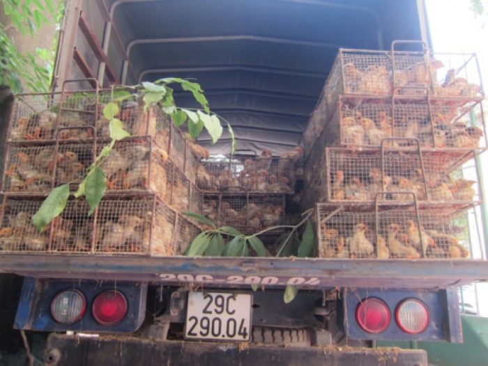 Hà Nội: Bắt giữ 4.730 con gà, vịt giống không rõ nguồn gốc