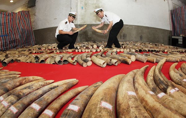 Trung Quốc triệt phá vụ buôn lậu ngà voi qua biên giới Việt Nam
