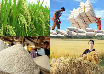 Xuất khẩu gạo Việt Nam đang vướng bẫy giá rẻ (Ảnh minh họa)