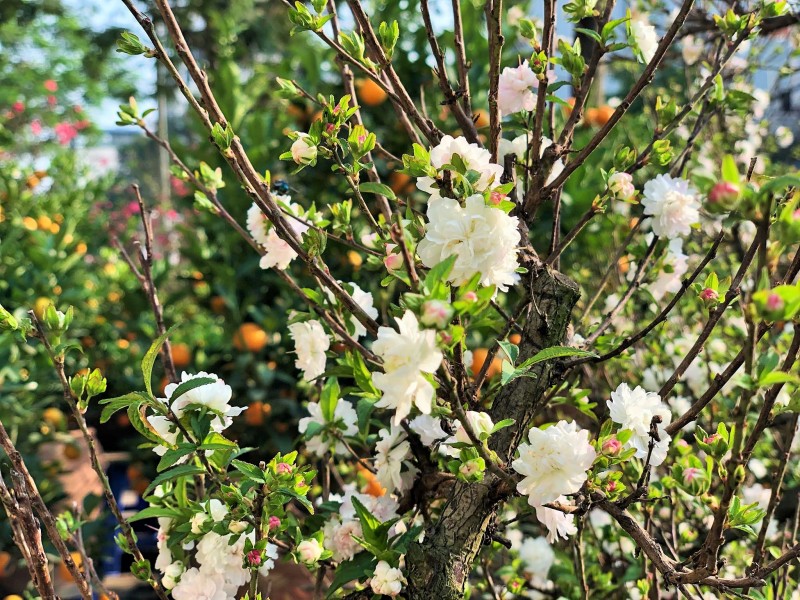 Hoa mai trắng được người dân Hà Nội “săn đón” dịp Tết Canh Tý