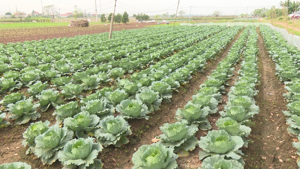 Thường Tín nhiều biện pháp hỗ trợ sản xuất nông nghiệp năm 2022