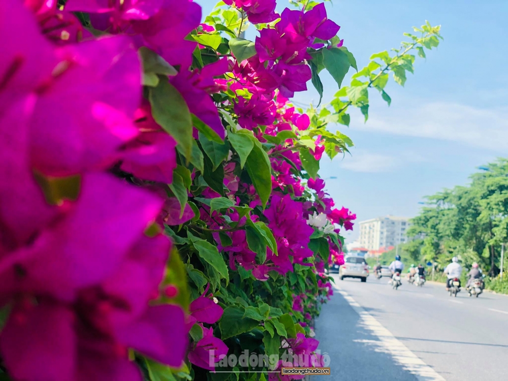 Độc đáo con đường phủ đầy hoa giấy ở Hà Nội
