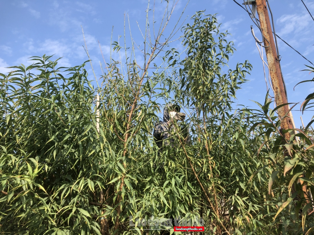 Người dân làng đào Nhật Tân nhộn nhịp tuốt lá chuẩn bị đón Tết Nhâm Dần 2022