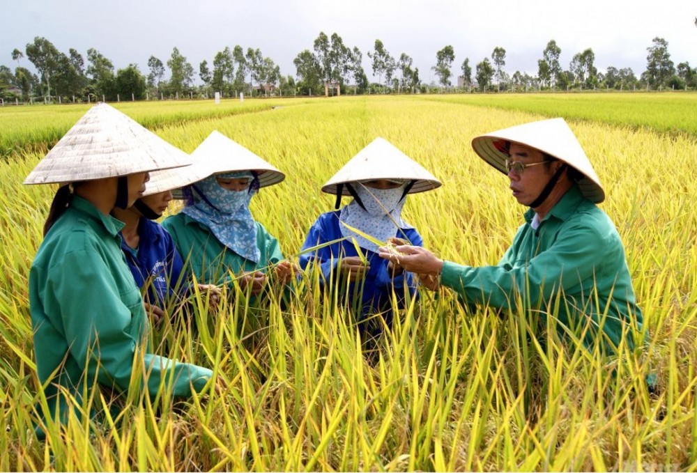 ThaiBinh Seed - 50 năm tự hào đồng hành cùng người nông dân mới