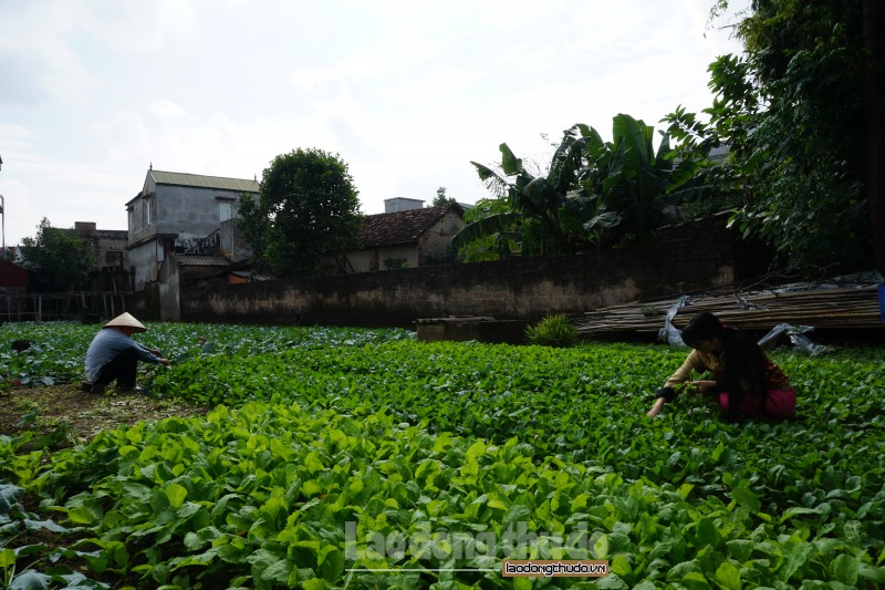 Huyện Thường Tín: Thu nhập của lao động nông thôn dần được cải thiện