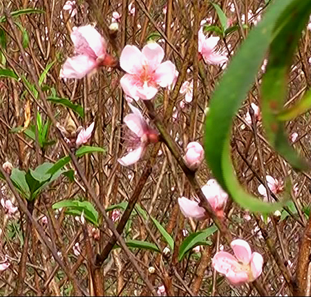 Những bông đào đã nở ở độ đẹp nhất, đến Tết sẽ không còn hoa