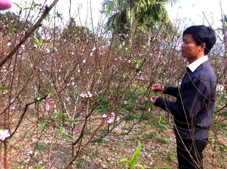 Người trồng đào đau đầu lo mất Tết