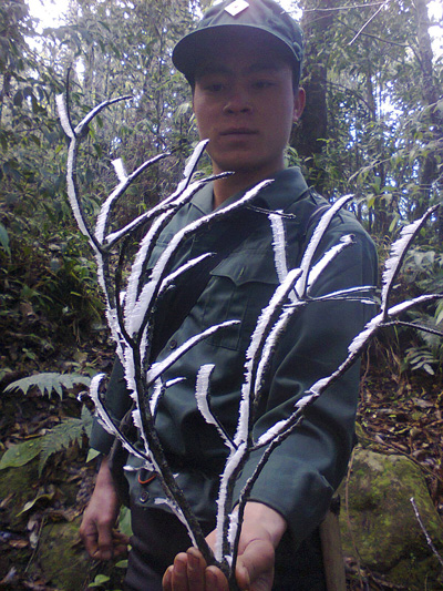 Băng tuyết, hình ảnh, Nghệ An, sương muối, địa phương