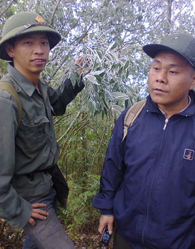 Băng tuyết, hình ảnh, Nghệ An, sương muối, địa phương