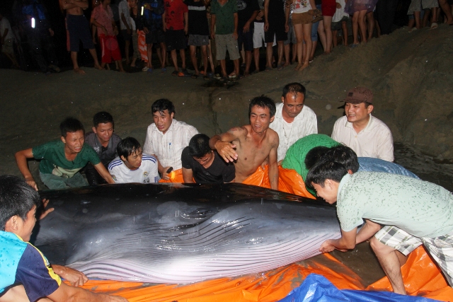 Quảng Ninh: Giải cứu thành công cá voi hơn 2 tấn mắc cạn 1
