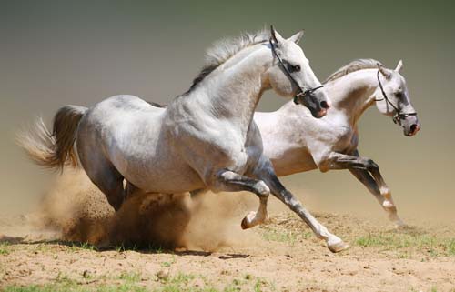 Ngựa - hình ảnh đặc biệt trong đời sống văn hóa Việt Nam - Ảnh 1