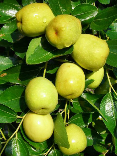 10 công dụng bất ngờ của quả táo ta