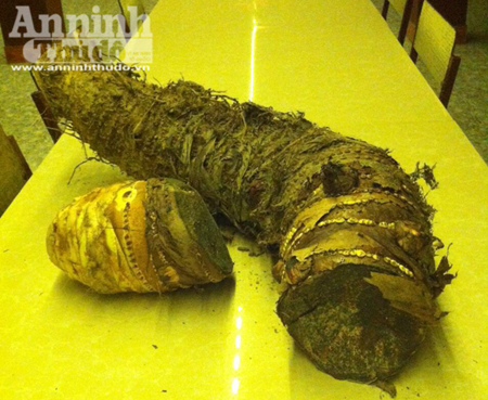 Củ khoai khổng lồ nặng hơn 16kg!