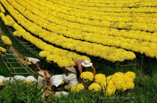 Sắc xuân làng hoa