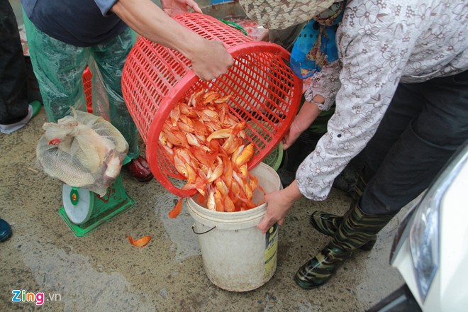 Chợ cá lớn nhất Hà Nội rực vàng ngày ông Công, ông Táo Thị trường