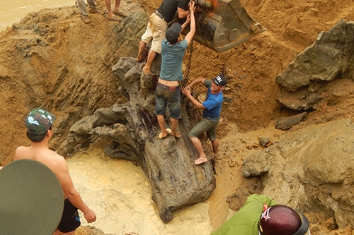 Chú thích ảnh: Dù chưa giám định gốc gỗ khủng nhưng Quảng Bình đã có chủ trương đưa gốc gỗ này vào trưng bày ở bảo tàng tỉnh. Ảnh: Quang Hà