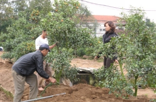 Nhộn nhịp  trồng lại đào, quất