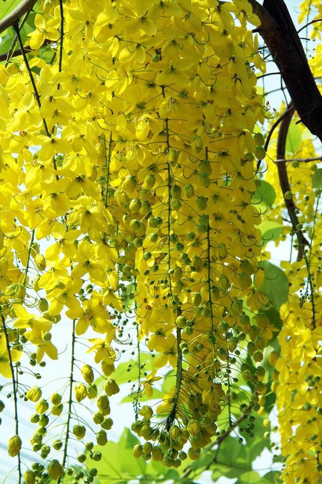 Sài Gòn mùa hoa bò cạp vàng