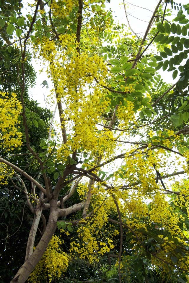 Sài Gòn mùa hoa bò cạp vàng