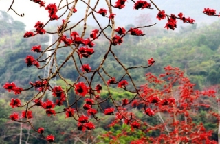 Miên man hoa gạo tháng 3