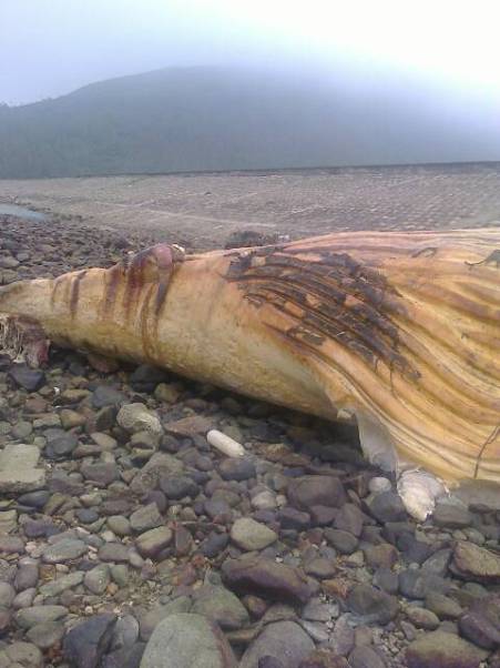 Xác cá voi dài gần 10m, nặng gần 3 tấn, trôi dạt vào bờ biển Kỳ Lợi