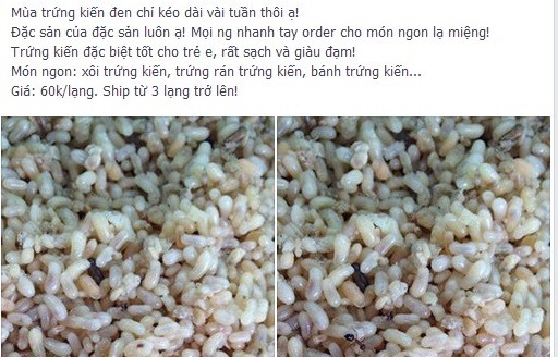 Trứng kiến gai đen rất hút khách mặc dù giá không hề rẻ.