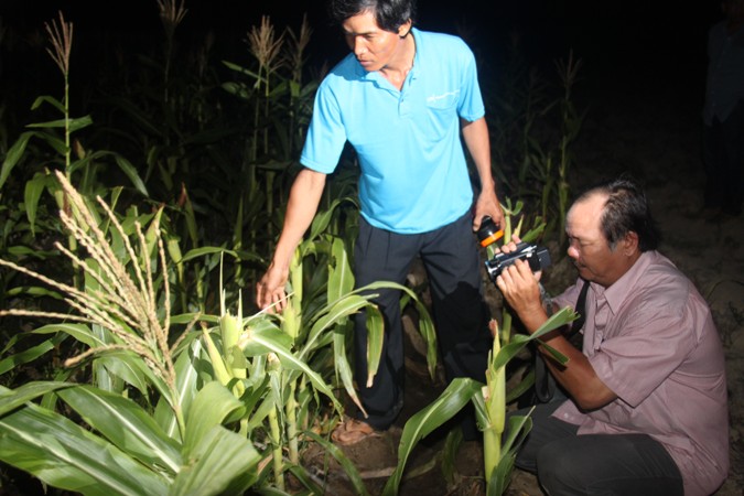 Dân dựng chòi trong rừng, thức trắng đêm để rình xem loài vật nghi là bò tót