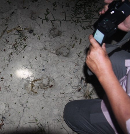 Dấu chân lớn khoảng 13cm và một dấu chân nhỏ 7cm được nghi là của bò tót trên núi xuống