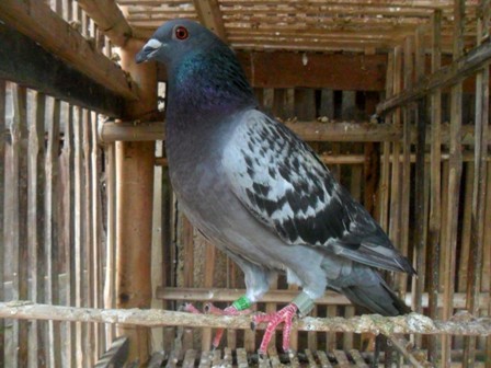 Con chim bồ câu này hiện đang được bà Nguyễn Thị Tư nuôi giữ tại nhà