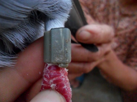 Những ký tự được mang trên chân chim mà người dân không hiểu