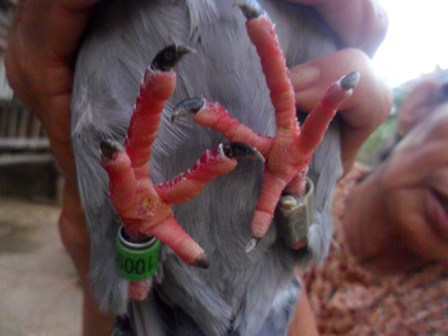 Con chim bồ câu với những vòng đeo và ký tự lạ tại nhà bà Nguyễn Thị Tư
