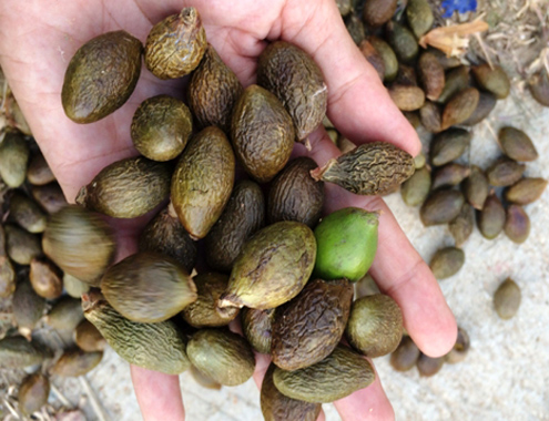 Thêm nhiều người chết vì khai thác ươi ở miền Trung 14-7-Anh-2-Khai-thac-uoi-5766-1405336636