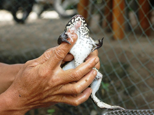 Xuất hiện ếch lạ có 7 chân ở Đồng Tháp Xuất hiện ếch lạ có 7 chân ở Đồng Tháp