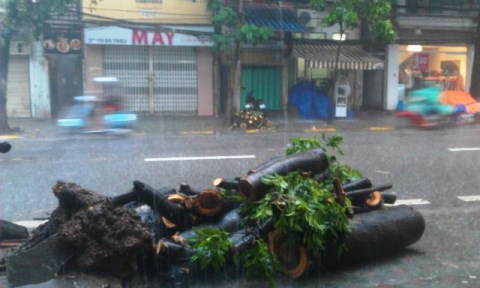 Hà Nội: Cây đổ, 1 người chết trong đêm bão