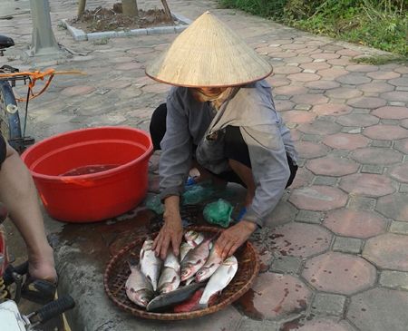 Cá được bày bán ngay trên vỉa hè với giá từ 15-30 nghìn/kg.