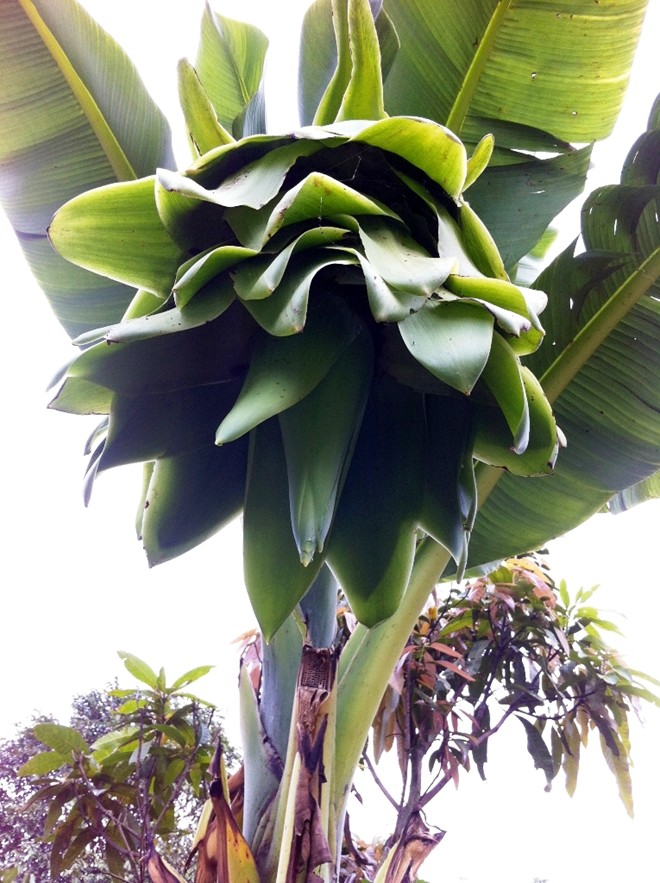 Gia Lai: Kỳ lạ chuối trổ buồng như hoa súng Gia Lai: Kỳ lạ chuối trổ buồng như hoa súng