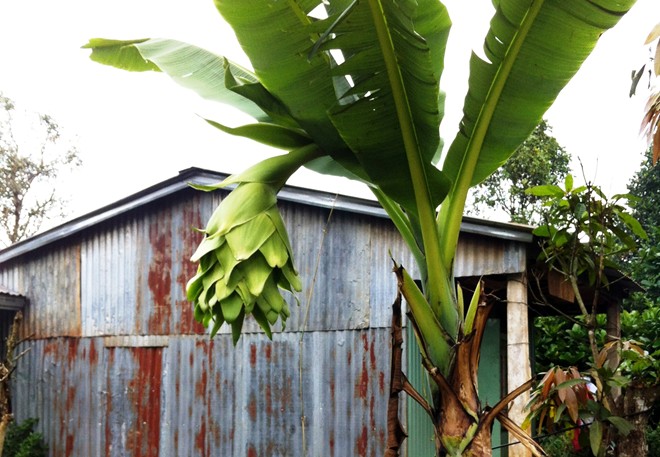 Gia Lai: Kỳ lạ chuối trổ buồng như hoa súng Gia Lai: Kỳ lạ chuối trổ buồng như hoa súng
