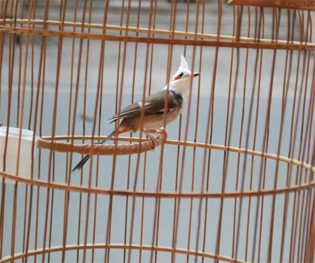 Chào mào nữ hoàng là một loại chào mào đột biến gen, rất hiếm gặp