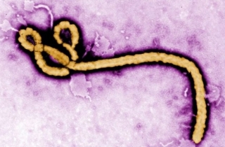 Đ&atilde; c&oacute; 5000 trường hợp tử vong do Ebola