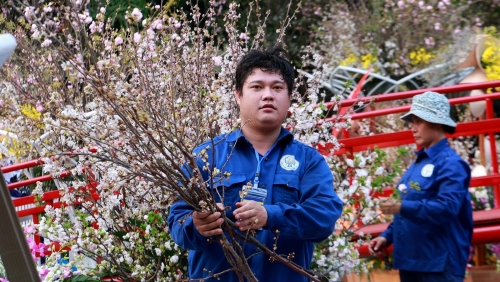 Lễ hội hoa Anh đào Nhật Bản - Hà Nội 2019 khoe sắc dẫu thời tiết không thuận