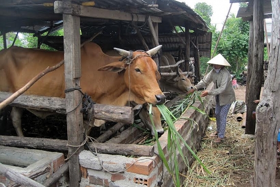 Phạt đến 20 triệu đồng nếu vi phạm quy định về xử lý chất thải chăn nuôi