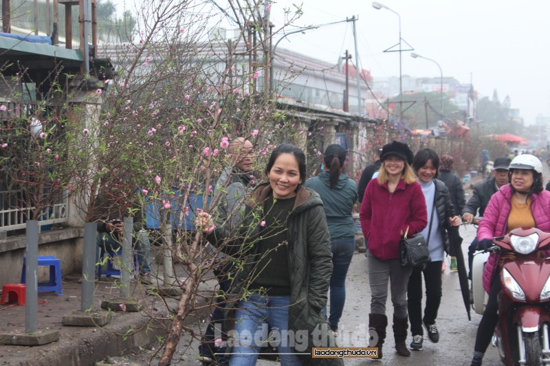 Đào Nhật Tân khoe sắc tại chợ hoa Quảng An trước thềm Tết Nguyên đán