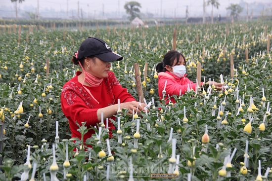 Hoa giữ giá cao trước thềm Xuân, người dân huyện Mê Linh phấn khởi