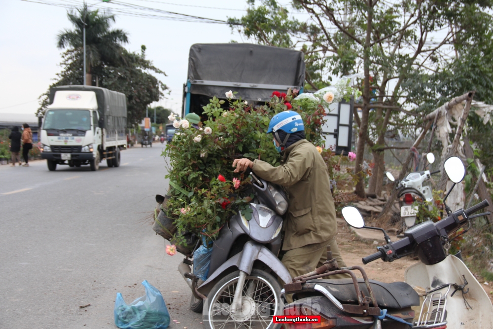 Thủ phủ hoa hồng nhộn nhịp trước thềm Xuân mới