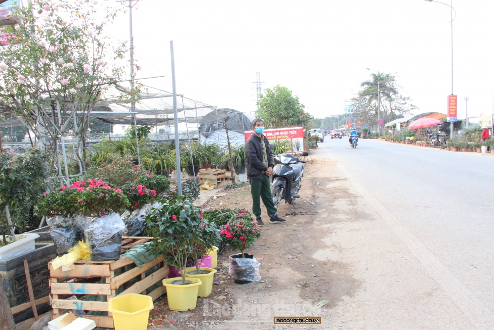 Mê Linh: Hoa Tết giảm giá 50% vẫn lo ế hàng vì dịch Covid -19