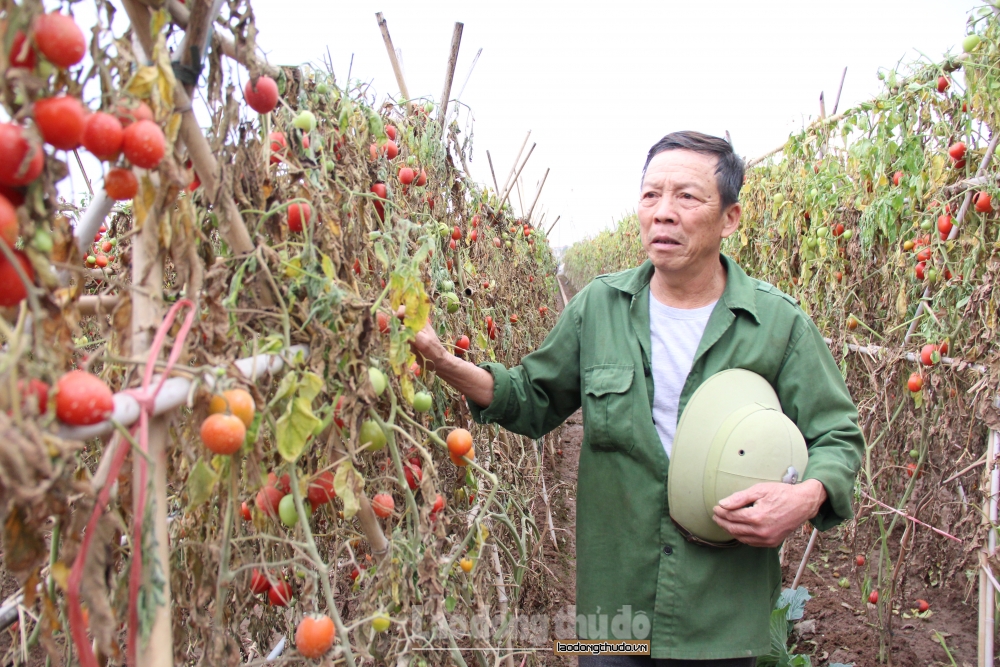 Nhiều mặt hàng nông sản ở Đông Cao (Mê Linh) bị ùn ứ, không tìm được đầu ra