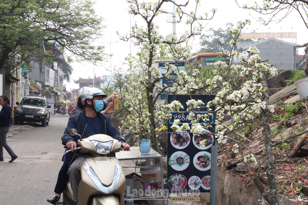 Đến chợ hoa Quảng Bá ngắm hoa lê khoe sắc nở trắng trời