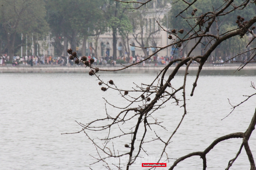 Ngắm khung cảnh bình yên của Hà Nội mùa cây thay lá
